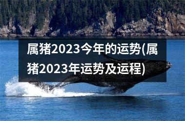 属猪2025今年的运势(属猪2025年运势及运程)