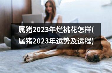 属猪2025年烂桃花怎样(属猪2025年运势及运程)