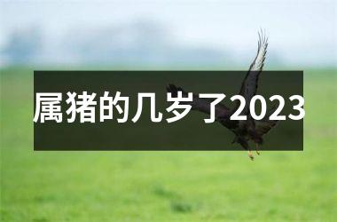 属猪的几岁了2025