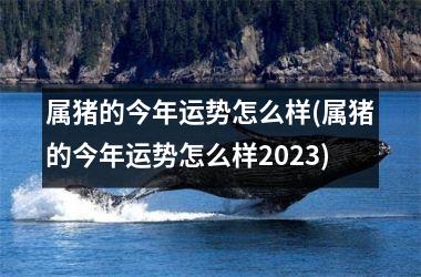 属猪的今年运势怎么样(属猪的今年运势怎么样2025)