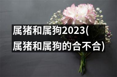 属猪和属狗2025(属猪和属狗的合不合)