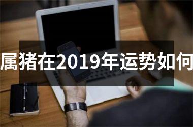 属猪在2019年运势如何