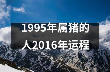 1995年属猪的人2016年运程