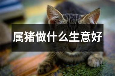 属猪做什么生意好