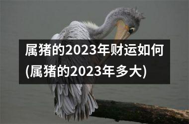 属猪的2025年财运如何(属猪的2025年多大)