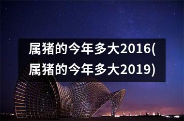 属猪的今年多大2016(属猪的今年多大2019)