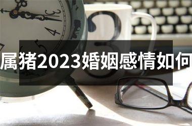 属猪2025婚姻感情如何