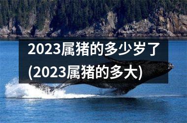 2025属猪的多少岁了(2025属猪的多大)