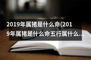 2019年属猪是什么命(2019年属猪是什么命五行属什么)