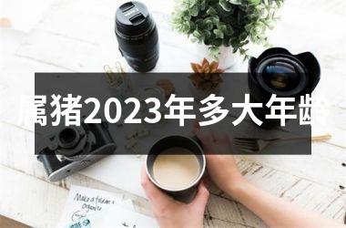 属猪2025年多大年龄