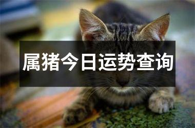 属猪今日运势查询