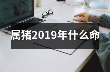 属猪2019年什么命