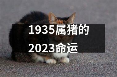 1935属猪的2025命运