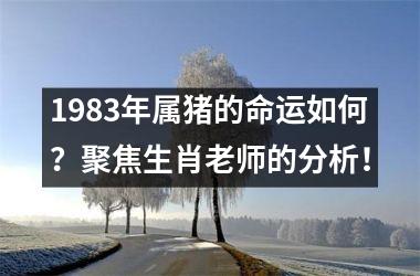 1983年属猪的命运如何？聚焦生肖老师的分析！