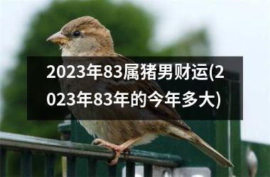 2025年83属猪男财运(2025年83年的今年多大)