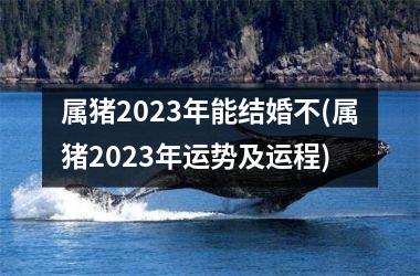 属猪2025年能结婚不(属猪2025年运势及运程)