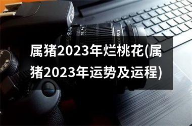 属猪2025年烂桃花(属猪2025年运势及运程)