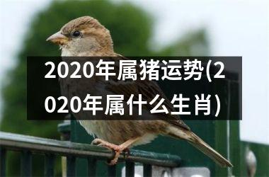 2025年属猪运势(2025年属什么生肖)