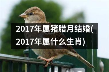 2017年属猪腊月结婚(2017年属什么生肖)