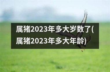 属猪2025年多大岁数了(属猪2025年多大年龄)