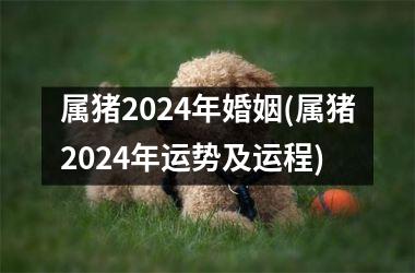 属猪2024年婚姻(属猪2024年运势及运程)