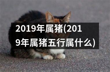 2019年属猪(2019年属猪五行属什么)