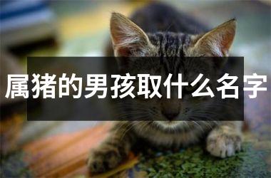 属猪的男孩取什么名字