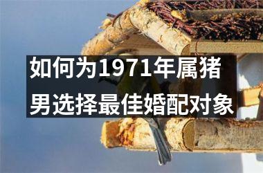 如何为1971年属猪男选择佳婚配对象