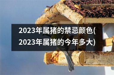 2025年属猪的禁忌颜色(2025年属猪的今年多大)