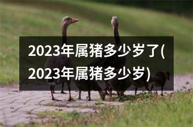 <h3>2025年属猪多少岁了(2025年属猪多少岁)