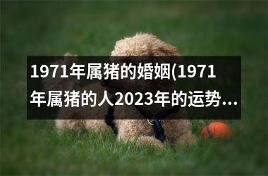 1971年属猪的婚姻(1971年属猪的人2025年的运势及运程)