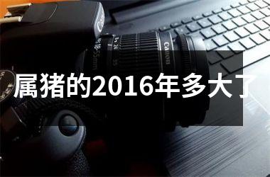 属猪的2016年多大了