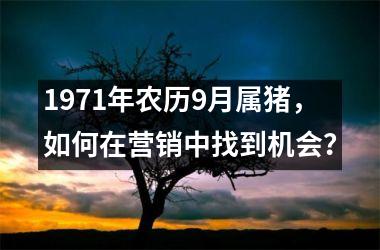 1971年农历9月属猪，如何在营销中找到机会？