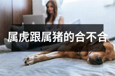 属虎跟属猪的合不合