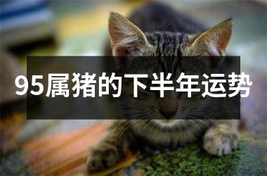 95属猪的下半年运势