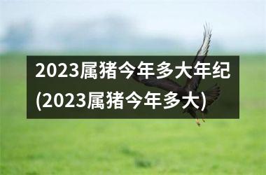 2025属猪今年多大年纪(2025属猪今年多大)