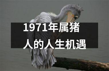 1971年属猪人的人生机遇