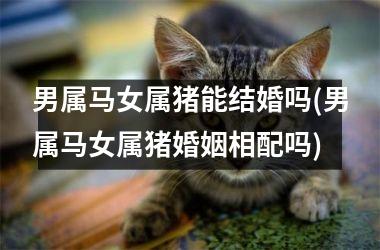 男属马女属猪能结婚吗(男属马女属猪婚姻相配吗)