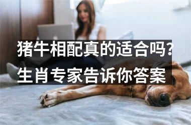 猪牛相配真的适合吗？生肖专家告诉你答案