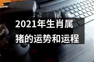 2025年生肖属猪的运势和运程