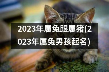 2025年属兔跟属猪(2025年属兔男孩起名)