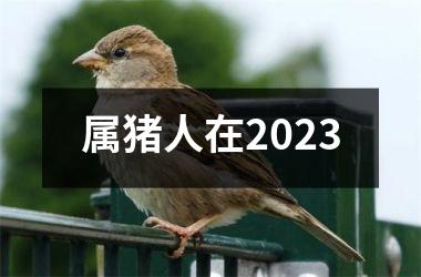 属猪人在2025