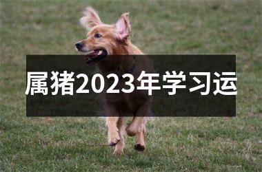 属猪2025年学习运