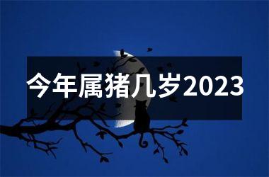 今年属猪几岁2025