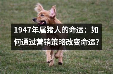 1947年属猪人的命运：如何通过营销策略改变命运？