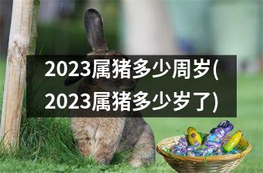 2025属猪多少周岁(2025属猪多少岁了)