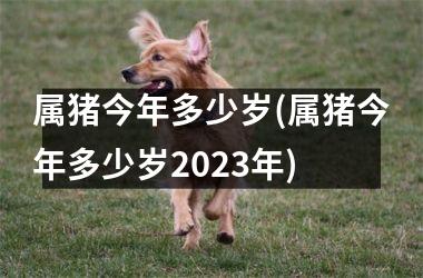 <h3>属猪今年多少岁(属猪今年多少岁2025年)