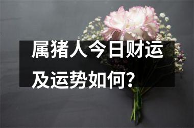 <h3>属猪人今日财运及运势如何？