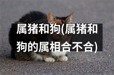 属猪和狗(属猪和狗的属相合不合)