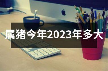 属猪今年2025年多大